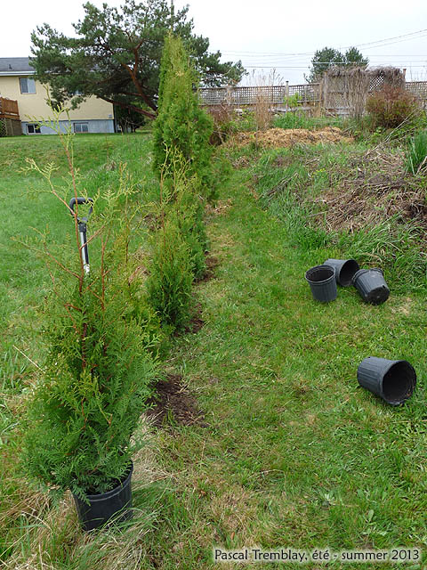 Best time to plant cedar trees