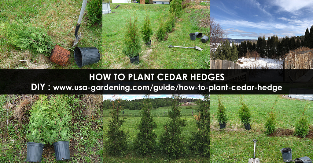 Cedar hedge