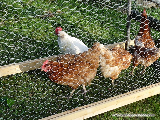 Backyard flock in Chicken Tractor - The chicken tractor lawn mower - Buying Chicken tractor