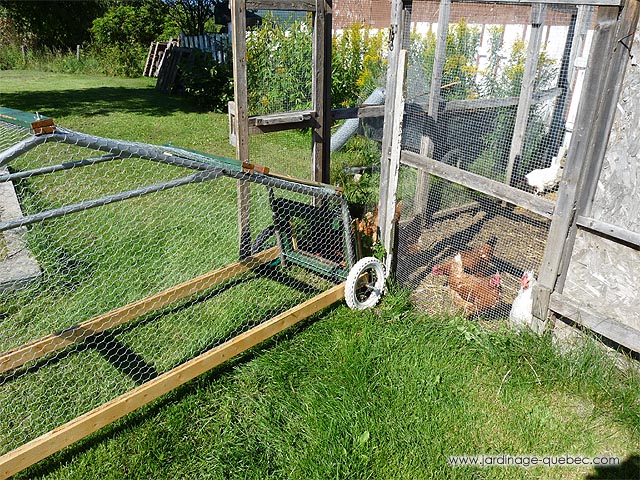 Chicken Tractor - Mobile Chicken Coops - Chicken tractors as a permaculture tool