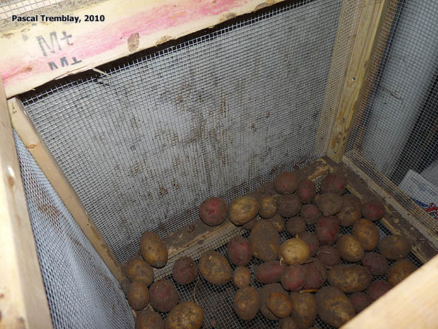 Potatoes Bins - Potato bin - Cold Room bins - How to build storage Bins - Wire mesh bins