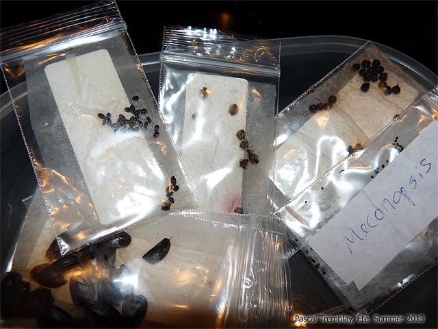 Germinate Seed - Cold Moist Stratification - How to stratify seeds