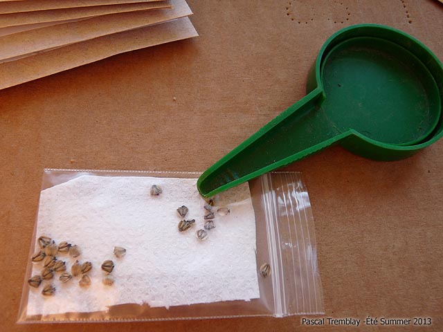 Condition for Germination - How to germinate seed - Seed stratification