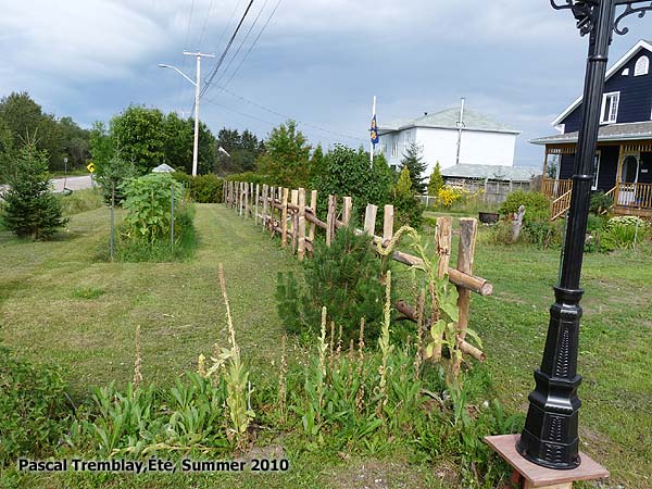 How to Build Cedar rail fences - Country fence - split rail fence