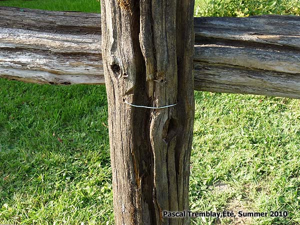 Lanscaping with cedar rails fence - Fencing ideas - Battlefield fence
