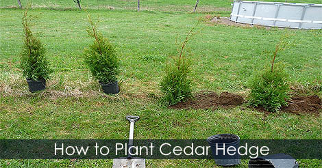 How to Plant a Cedar Edge - How to Plant Cedar Tree