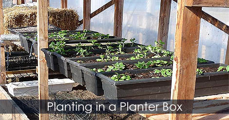 How to plant a window box - Gardening tips - How to fill a planter - Homemade potting mix