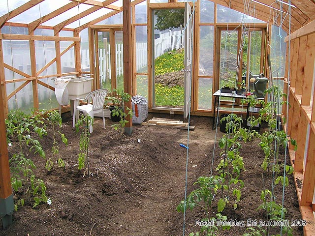 How to grow a tomatoes in a greenhouse - Tomatoes growing - Home attached Greenhouse