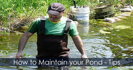 How to Maintain a Pond - How to clean a pond - Pond cleaning equipment - Pond waders - How to Control Pond Algae - Pond algae control 