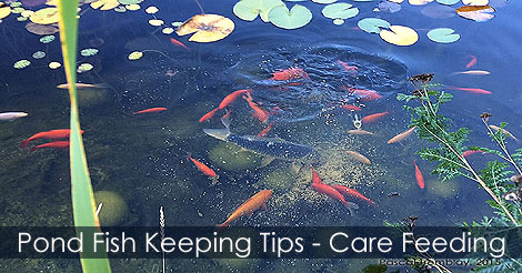 Adding fish to a pond - Pond Koi and Goldfish - Pond fish food - How to feed pond fish