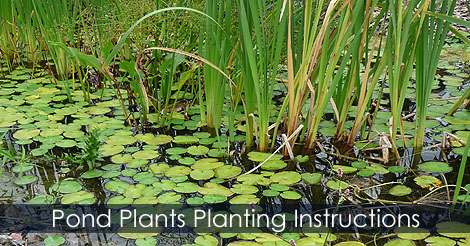 How to plant aquatic plant - Planting Pond plants - Planting growing and caring for water garden plants