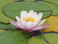 Planting aquatic plants to pond - Natural looking Pond - Water lily - Pond plants - Pond plants care 