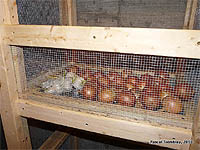 Garden Bins - Building Vegetable bins - Food storage ideas - Cold Room Storage Rack