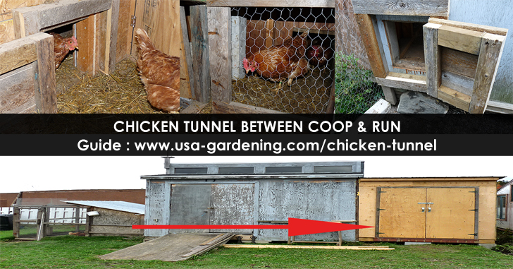 Chicken tunnel