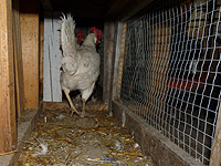 Chicken wire for chicken tunnel