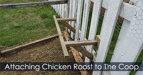 How To Attach a Chicken Roost to a Chicken Coop - Chicken Roost Location in the Coop - Building the perch in  he coop