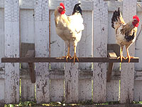 Make a Chicken Perch - Poultry supplies - What size roost should be used for your chickens