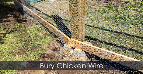 Burying chicken wire around run
