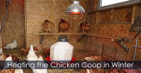 Heating lamps for chicken coops - Chicken coop heat lamps - Heating chicken coop in winter