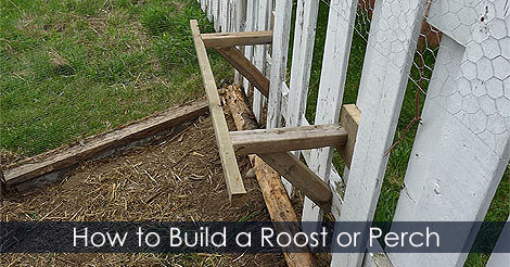 Poultry perch - How to build a roost for a chicken coop - Chicken perches ideas - Chicken roosts