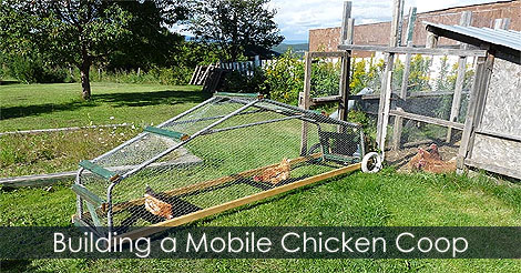 How to build a mobile chicken coop - Portable chicken coops on wheels - Backyard chicken tractor