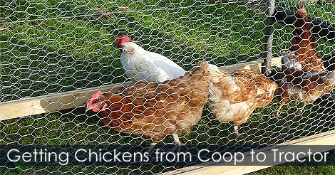 How to Build a Chicken Tractor - Getting chickens into the mobile chicken coop