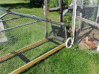 How to get chickens into the chicken tractor - DIY Chicken Tractor Plans