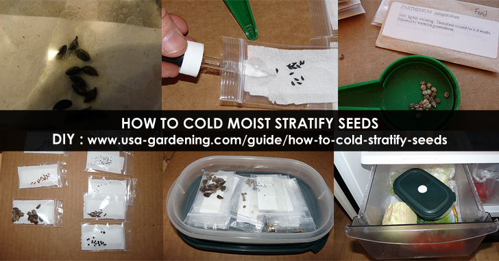 Seed Stratification