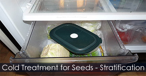 Cold treatment for seeds - Seed germination in refrigerator - Seed germination process