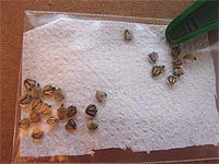 Methods of improving seed germination - Advice for Seed Germination Problems