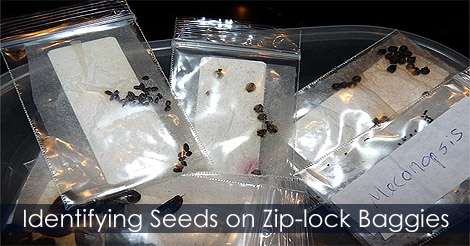 Stratify Seeds - Identyfing seeds varieties on plastic baggies - Label the container or bag so that you know which seeds they are