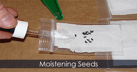 Germinating Seeds in Paper Towel - Method of seed germination - Best way to germinate seeds