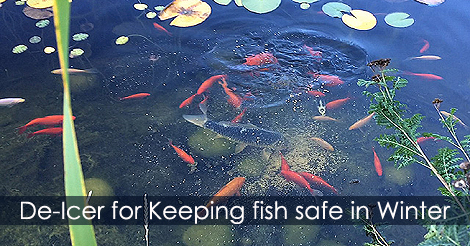 Pond de-icer - How to keep your pond fish safe