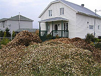 Tree Services - How to get free mulch and wood chips