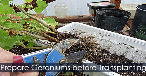 How to prune geranium plants