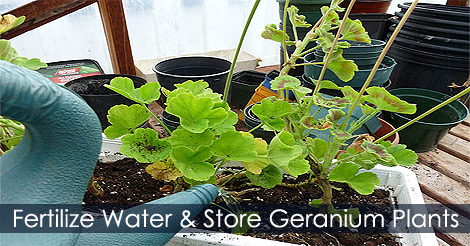 How to fertilize geraniums - Fertilizer for geraniums