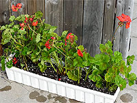 How to store geraniums over the winter months - Wintering geraniums basement