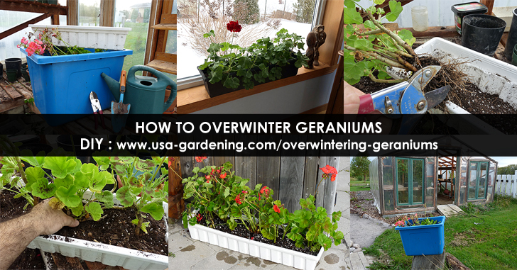 How to winterize geraniums