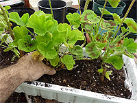 How to repot geraniums - Repot the geranium plants properly