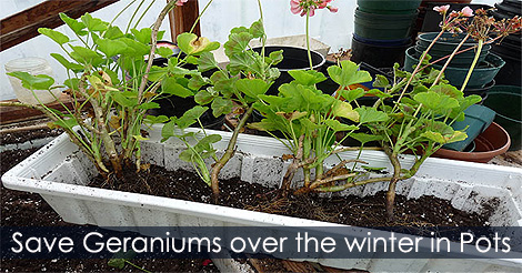 How to Save Geraniums Over the Winter in Pots - Overwintering geraniums methods
