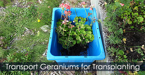 How to overwinter geraniums - Move geraniums to the potting bench