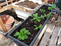 Planting in garden pots