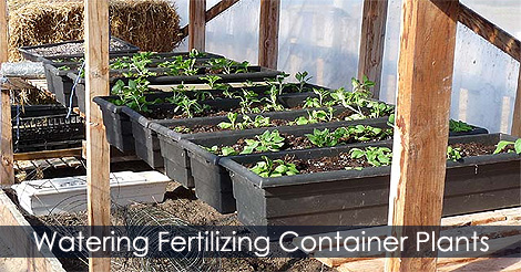 Watering fertilizing and caring container plants
