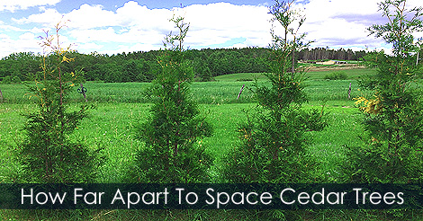 How Far Apart To Space Cedar Trees