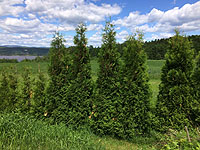 Ideas for privary landscaping property lines - Cedar hedge