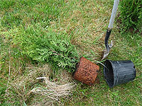 How to Plant Cedar Hedge
