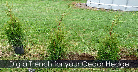 How to dig a trench for planting a cedar hedge