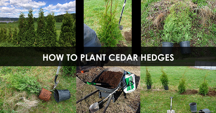 Planting Cedar Hedges