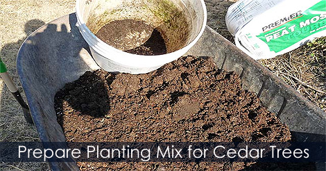 Planting mix for cedar trees - Hedging cedar trees