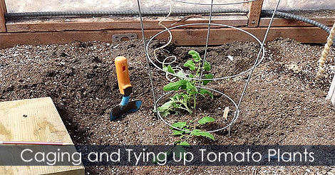 Caging tomato plants - How to tie tomato plants - Caging and staking tomatos